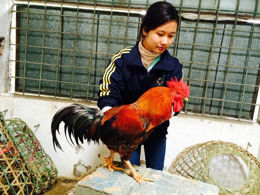 ga-huyen-thoai-50-trieucon-dai-gia-lung-mua-cung-tet Gà "huyền thoại" 50 triệu/con, đại gia lùng mua cúng tết