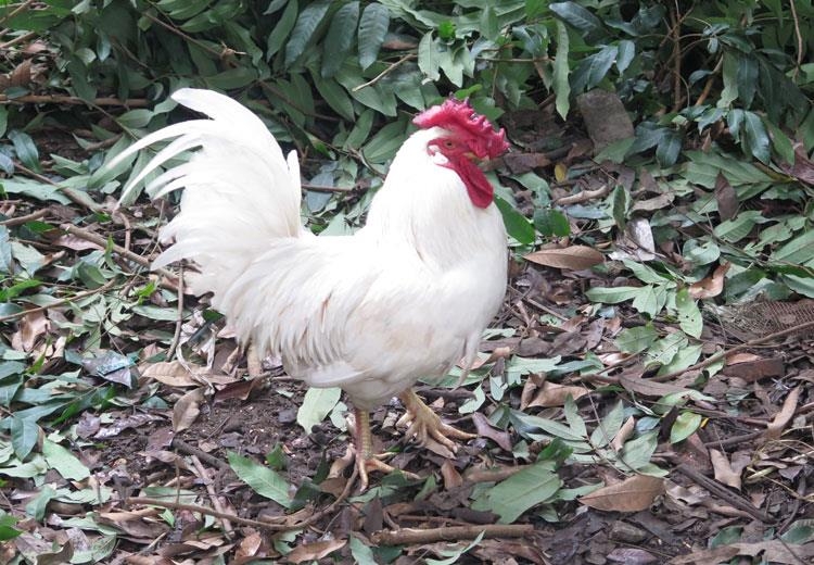 ga-huyen-thoai-50-trieucon-dai-gia-lung-mua-cung-tet Gà "huyền thoại" 50 triệu/con, đại gia lùng mua cúng tết