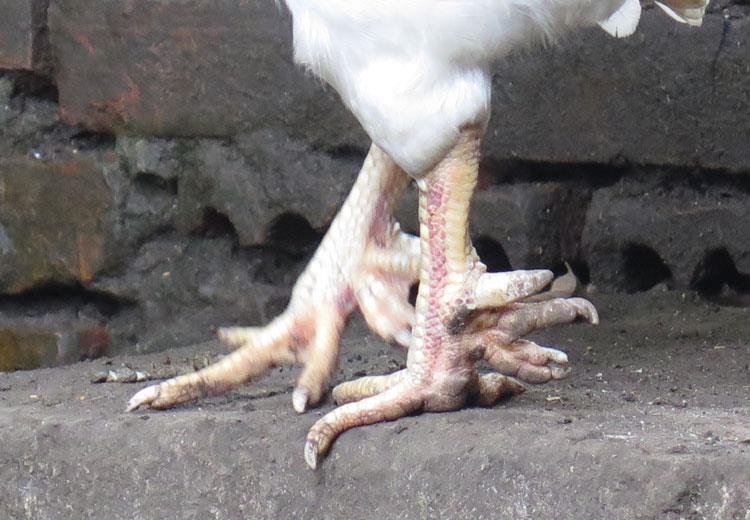 ga-huyen-thoai-50-trieucon-dai-gia-lung-mua-cung-tet Gà "huyền thoại" 50 triệu/con, đại gia lùng mua cúng tết