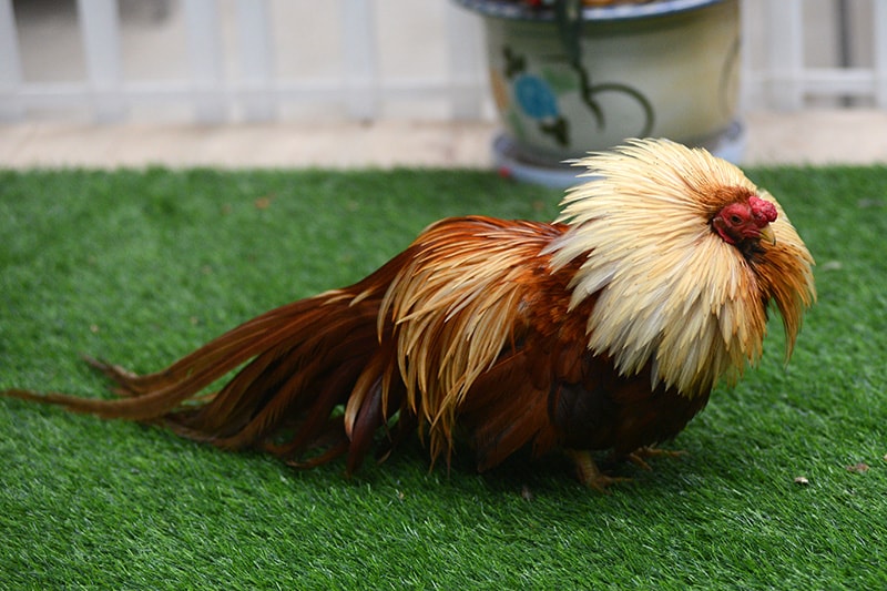 ga-tre-tan-chau-co-voc-dang-gan-giong-ga-rung-nhung-nho-con Gà tre Tân Châu có vóc dáng gần giống gà rừng nhưng nhỏ con, thấp, chân ngắn, lông mượt và có những màu cơ bản như: điều (tía), chuối, bạch nhạn, khét, bông, ô, ngũ sắc... Gà thường có vóc dáng nhỏ nhắn chia làm 3 kích cỡ theo cân nặng tiểu - trung và đại (thường từ 0,7 tới 1,2kg/con).