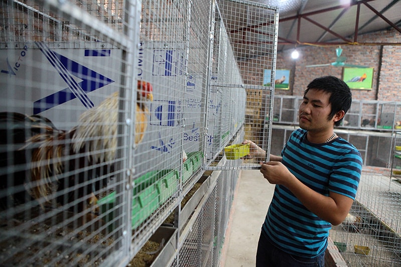 ga-tre-tan-chau-khong-kho-nuoi-vi-giong-nay-it-benh “Gà tre Tân Châu không khó nuôi vì giống này ít bị bệnh, cũng không đòi hỏi quá nhiều công chăn nuôi, thế nhưng để có được một chú gà trống đẹp ưng ý lại vô cùng khó khăn, đòi hỏi một quá trình lai tạo, chăm sóc khá vất vả và mất nhiều thời gian. Vì thế giá của chúng cũng khá cao, trung bình từ 5 tới 6 triệu đồng/con”, anh Nam bật mí.