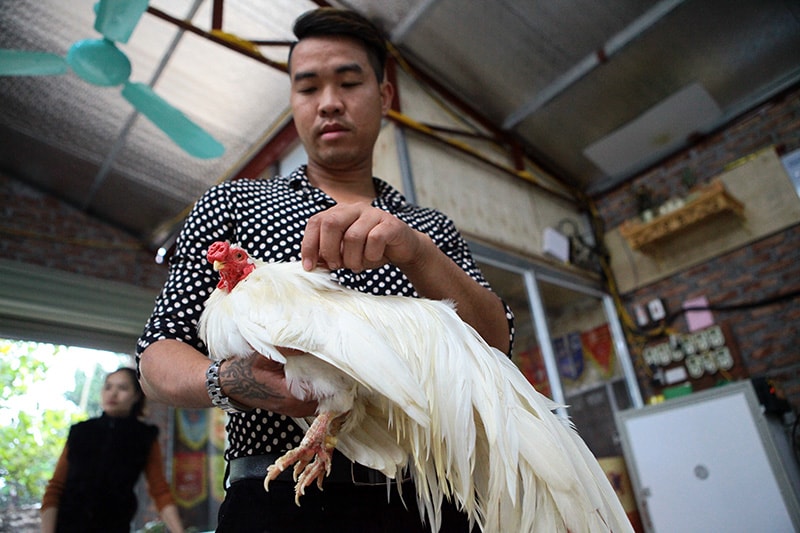 ga-tre-tan-chau Gà tre Tân Châu, một giống gà có nguồn gốc từ vùng đất Tân Châu (An Giang) và cũng là cái nôi đầu tiên nuôi dưỡng, phát triển thú chơi bình dị này.