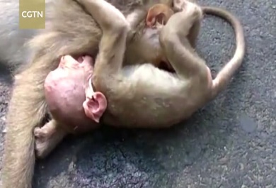 hinh-anh-chu-khi-con-om-lay-xac-me-minh-va-het-len-dau-don-khien-nhieu-nguoi-khong-cam-duoc-nuoc-mat Hình ảnh chú khỉ con ôm lấy xác mẹ mình và hét lên đau đớn khiến nhiều người không cầm được nước mắt