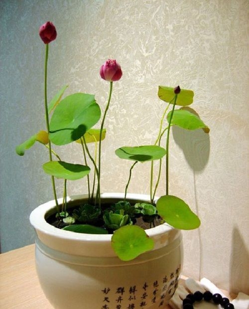 hoa-sen Tuổi Thìn – Hoa sen