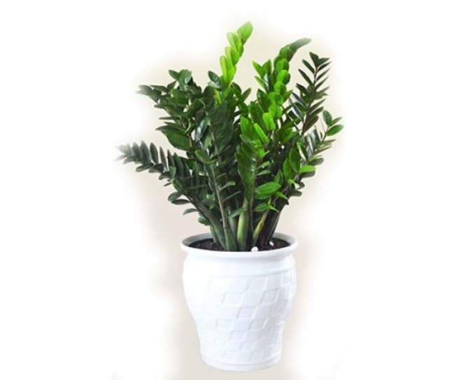 kim-tien Kim tiền được coi là loại cây phú quý có tác dụng chiêu tài. Chọn cây có thân xanh tươi, dày chắc, phiến lá hoàn chỉnh., đặc biệt cây đã nở hoa sẽ mang lại nhiều "lộc" nhất. Nên đặt kim tiền ở hướng Đông, Đông - Nam trong nhà, phòng họp, văn phòng...