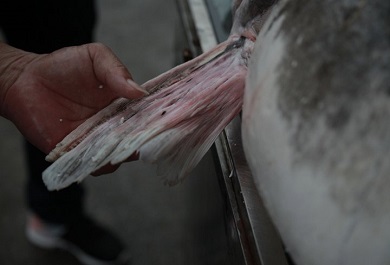 la-mot-loai-ca-khong-co-xuong-dam-thit-ca-lang-rat-ngon-nen-rat-duoc-ua-chuong Là một loài cá không có xương dăm, thịt cá lăng rất ngon nên rất được ưa chuộng