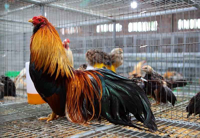 long-duoi-cua-ga-phai-co-du-3-lop-la-long-phu-long-chua-va-long-do Lông đuôi của gà phải có đủ 3 lớp là lông phủ, lông chúa và lông đỡ, cong xoè đều mọc chênh chếch, lông dài, dày có nhiều màu sắc khác nhau, màu sắc tươi sáng, bắt mắt, cả bộ lông phải bóng mượt.