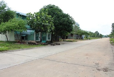 mot-dan-heo-tung-tang-chay-tren-duong-noi-khu-my-phuoc-3 Một đàn heo tung tăng chạy trên đường nội khu Mỹ Phước 3