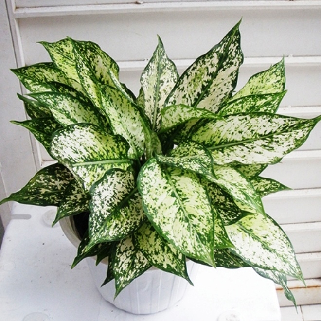 ngoc-ngan Ngọc ngân mang đến nhiều bổng lộc, may mắn, nên đặt ở phòng khách hoặc trên bàn làm việc, văn phòng. Cây cũng có tác dụng lọc khí, giúp không gian trong lành hơn.