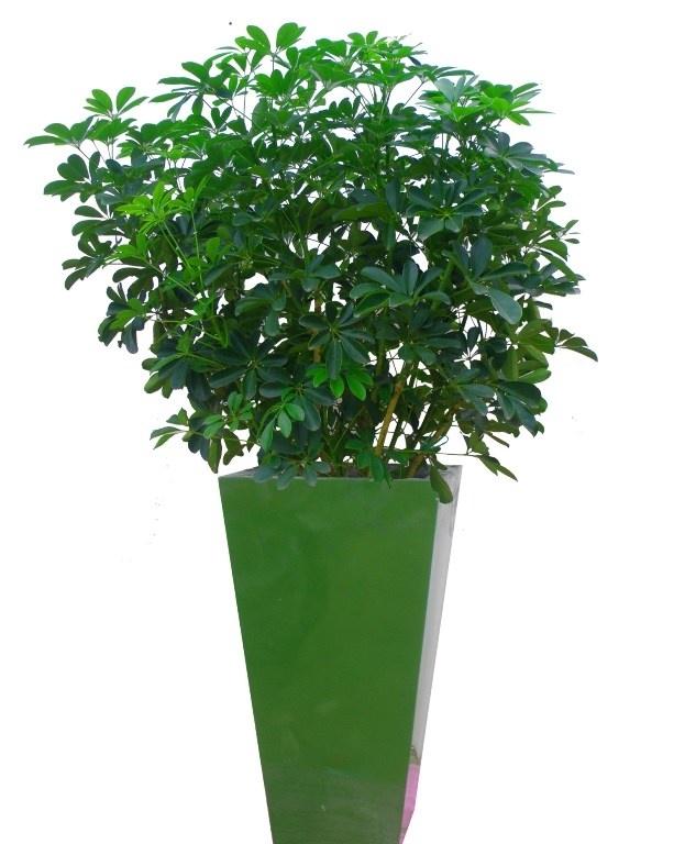 ngu-gia-bi Ngũ gia bì là một loại cây cảnh quý có tác dụng lọc khí độc cho không gian. Đông y dùng cây này để làm thuốc, bên cạnh đó còn có khả năng đuổi muỗi rất tốt.