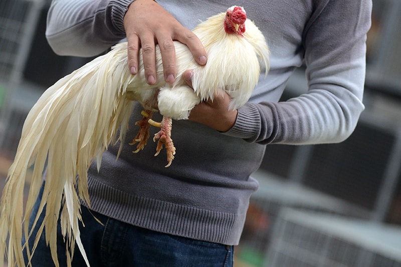nguoi-choi-ga-tre-o-dong-anh “Nuôi gà tre không khó, thế nhưng để hiểu và cảm nhận được vẻ đẹp từ bộ lông, tới dáng vóc hay tướng đi oai phong, thần thái linh hoạt của mỗi chú gà thì mỗi người chơi ít nhất cũng phải mất 3 năm”, anh Đỗ Mạnh Cường (người chơi gà tre ở Đông Anh) chia sẻ.