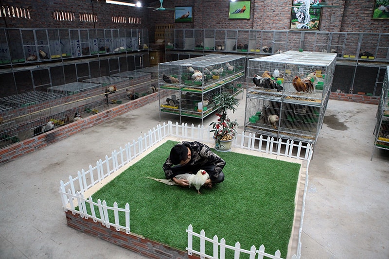 nguoi-yeu-ga-canh-co-cai-thu-la-ngoi-ngam-ga-ca-ngay-cung-duoc Người yêu gà cảnh có cái thú là ngồi ngắm gà cả ngày cũng được, cùng nhau bình luận về bộ cánh, dáng đi hay tiếng gáy của từng chú gà rồi lại cùng nhau chăm sóc, vuốt ve và ngắm nghía mãi không chán.