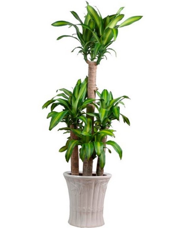 phat-tai Phát tài còn gọi là thiết mộc lan. Cây mang lại tài vận dồi dào cũng như "cái tên nói lên tất cả"