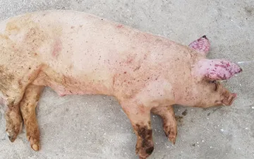 Đặc điểm bệnh dịch tả heo - Nhận biết và phòng bệnh (Classic Swine Fever – CSF)