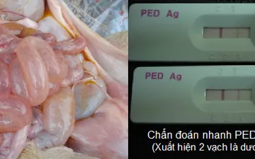 HƯỚNG DẫN GIẢI PHÁP XỬ LÝ DỊCH TIÊU CHẢY CẤP TRÊN HEO (Porcine Epidemic Diarrhoea - PED)