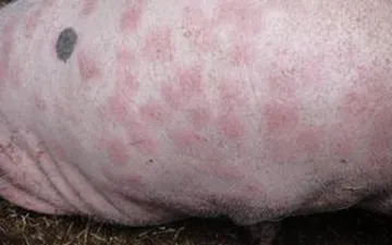 Nhận biết và phòng trị bệnh đóng dấu lợn (Erysipelas suis)