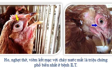 Viêm thanh khí quản truyền nhiễm trên gà - Nhận biết và các giải pháp phòng bệnh