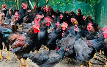 Gà bị chướng diều và cách điều trị