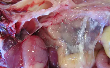 Bệnh E.coli Ở Gà – Triệu Chứng Bệnh - Cách Phòng Và Điều Trị Bệnh Hiệu Quả