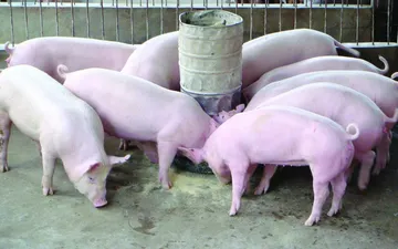 Cách chọn và chăm sóc heo đực giống