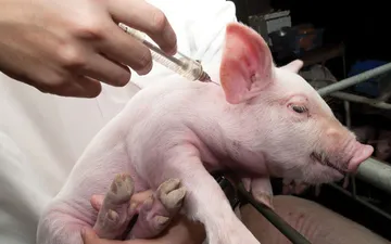 Lưu ý khi sử dụng vaccine cho heo