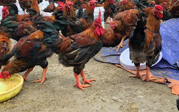 Bí quyết nuôi gà thả vườn đạt năng suất -  chất lượng cao