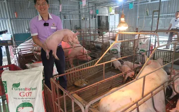 Giải đáp một số  thắc mắc về kĩ thuật nuôi lợn con