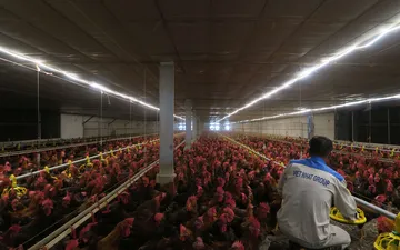 Khám phá trại gà thịt 300.000 con của Viet Nhat Group tại Yên Định - Thanh Hóa