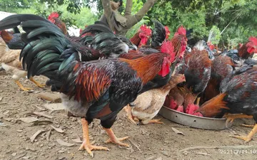 Trại gà GreenBioFeed - Việt Nhật