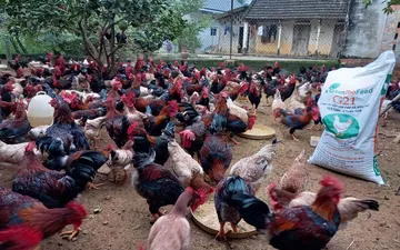Điều gì đã làm nên vị ngon của các giống gà địa phương tại Việt Nam?