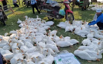 Cho vịt ăn gì nhanh lớn?