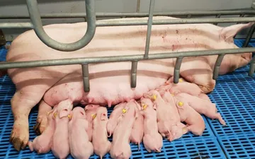 Kỹ thuật chăn nuôi heo sinh sản hướng nạc