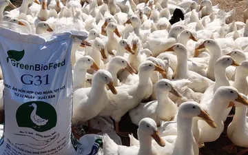 Trại Vịt  GreenBioFeed - Việt Nhật