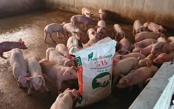 Trại lợn GreenBioFeed - Việt Nhật