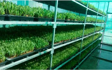 Hướng dẫn các bước trồng thức ăn thô bằng hình thức thuỷ canh. Quy trình 7 bước - 7 ngày