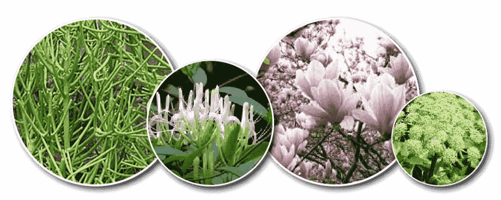 Thành phần thuốc vua trị xoang