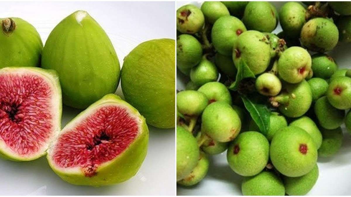 chữa sỏi thận bằng quả sung