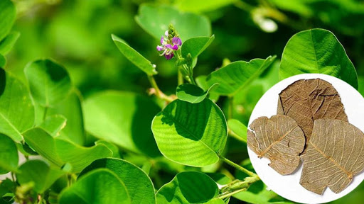 cay kim tien thao dieu tri soi than