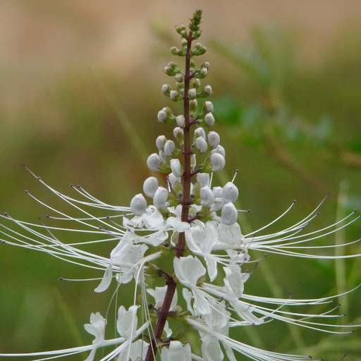 cay rau meo dieu tri soi than