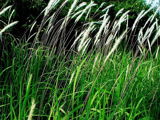 re co tranh dieu tri soi than