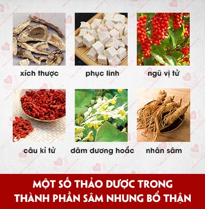 thanh phan thuoc sam nhung bo than