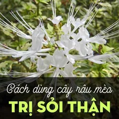 Cây râu mèo chữa sỏi thận - tác dụng MẠNH NHẤT trong 4 công năng TUYỆT VỜI của cây thuốc này