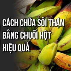 ĐỈNH 3 cách chữa bệnh sỏi thận bằng chuối hột ĐƠN GIẢN và HIỆU QUẢ