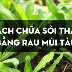 KHÔNG HẸN NGÀY TÁI SỎI nhờ cách chữa sỏi thận bằng rau mùi tàu