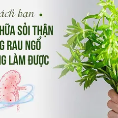 5 CÁCH ĐỂ chữa sỏi thận bằng rau ngổ làm sao đạt HIỆU QUẢ TỐT NHẤT !!!