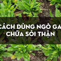 CÁCH DÙNG cây ngò gai chữa sỏi thận làm Sỏi ra ẦM ẦM