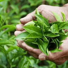 TOP 10 cách trị viêm xoang TẠI NHÀ AN TOÀN đảm bảo nhất