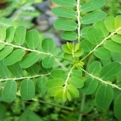 Cây chó đẻ trị sỏi thận - phương thuốc hay bị lãng quên
