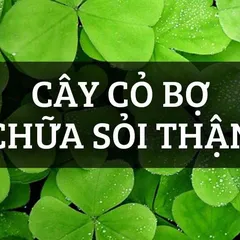 CHI TIẾT NHẤT cách dùng cây cỏ bợ chữa sỏi thận ngay tại nhà đạt HIỆU QUẢ TỐI ĐA