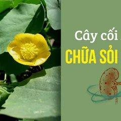 CÓ THẬT HAY KHÔNG cây cối xay chữa sỏi thận SIÊU HIỆU QUẢ?